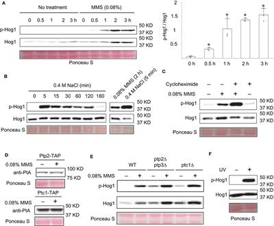 Activation of a Mitogen-Activated Protein Kinase Hog1 by DNA Damaging Agent Methyl Methanesulfonate in Yeast